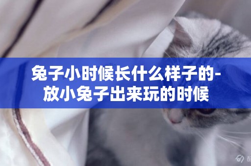 兔子小時候長什么樣子的-放小兔子出來玩的時候
