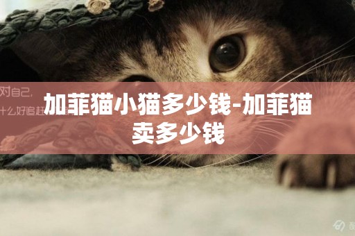 加菲貓小貓多少錢-加菲貓賣多少錢