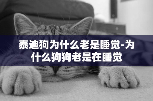 泰迪狗為什么老是睡覺-為什么狗狗老是在睡覺