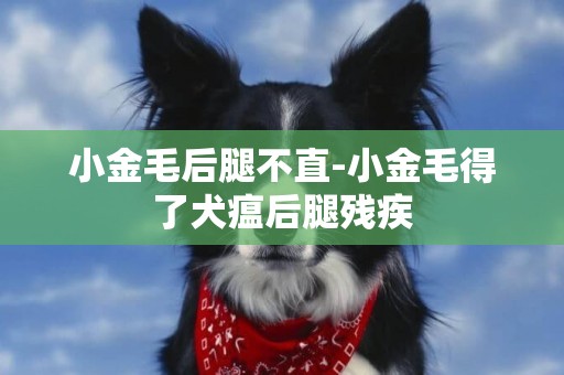 小金毛后腿不直-小金毛得了犬瘟后腿殘疾