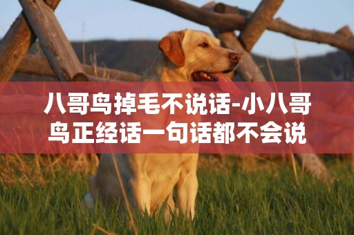 八哥鳥掉毛不說話-小八哥鳥正經話一句話都不會說