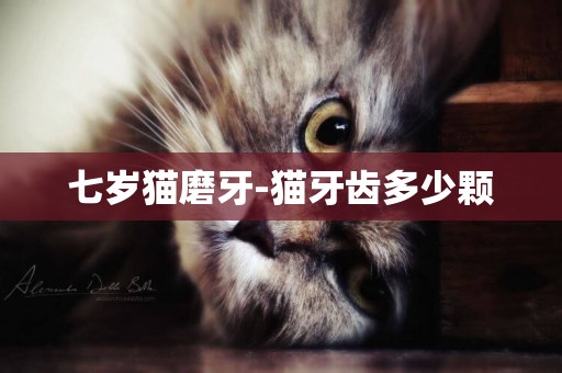 七歲貓磨牙-貓牙齒多少顆