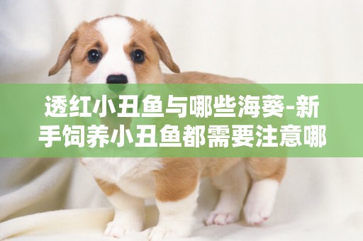 透紅小丑魚與哪些海葵-新手飼養小丑魚都需要注意哪些常見問題