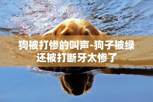 狗被打慘的叫聲-狗子被綠還被打斷牙太慘了