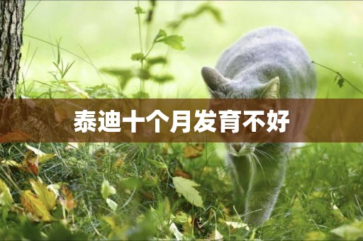 泰迪十個月發育不好