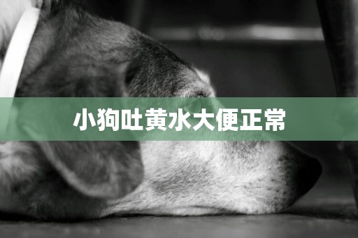 小狗吐黃水大便正常