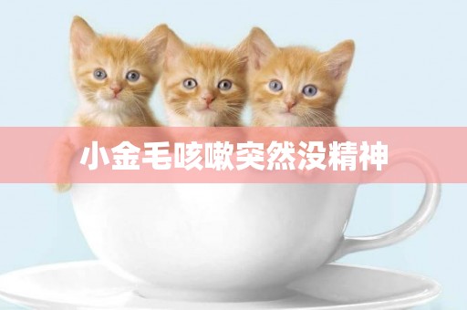 小金毛咳嗽突然沒精神