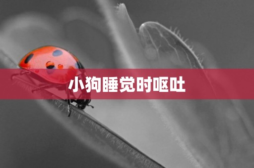 小狗睡覺時嘔吐