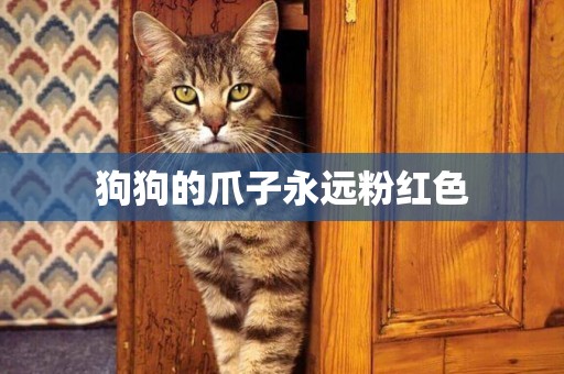 狗狗的爪子永遠粉紅色