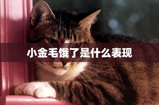 小金毛餓了是什么表現