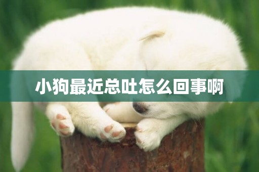 小狗最近總吐怎么回事啊