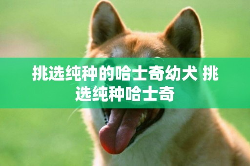 挑選純種的哈士奇幼犬 挑選純種哈士奇