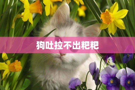 狗吐拉不出粑粑