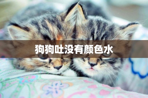 狗狗吐沒有顏色水