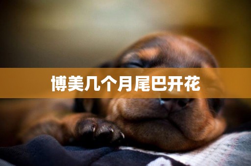 博美幾個月尾巴開花