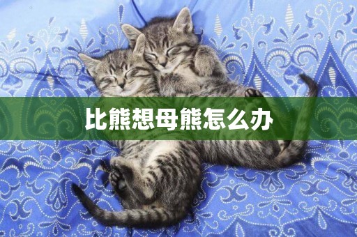 比熊想母熊怎么辦