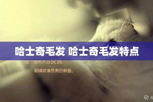 哈士奇毛發 哈士奇毛發特點