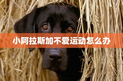 小阿拉斯加不愛運動怎么辦