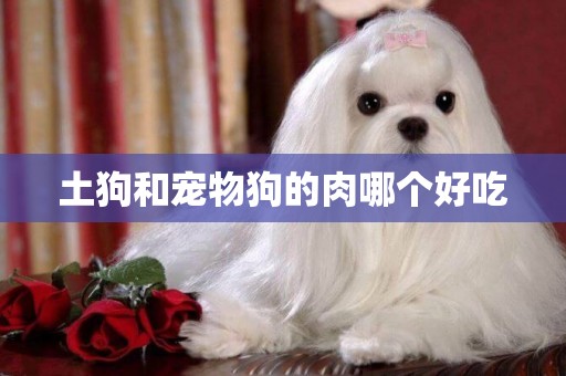 土狗和寵物狗的肉哪個好吃