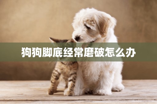 狗狗腳底經常磨破怎么辦