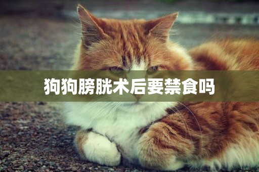 狗狗膀胱術后要禁食嗎