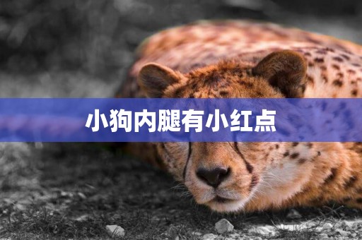 小狗內腿有小紅點
