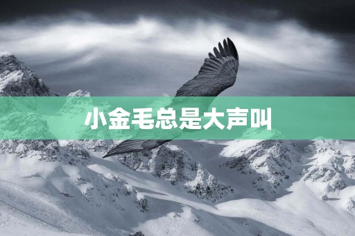 小金毛總是大聲叫