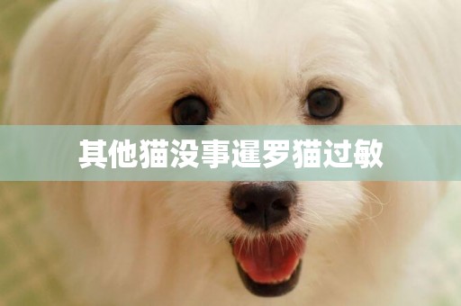 其他貓沒事暹羅貓過敏
