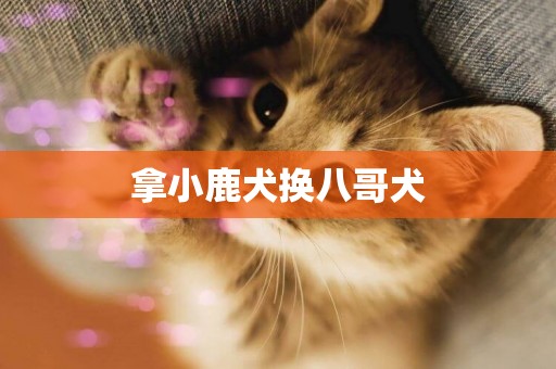 拿小鹿犬換八哥犬