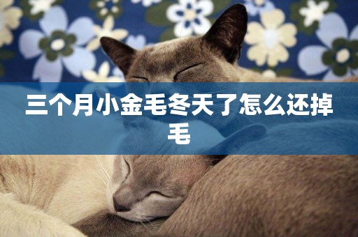 三個月小金毛冬天了怎么還掉毛