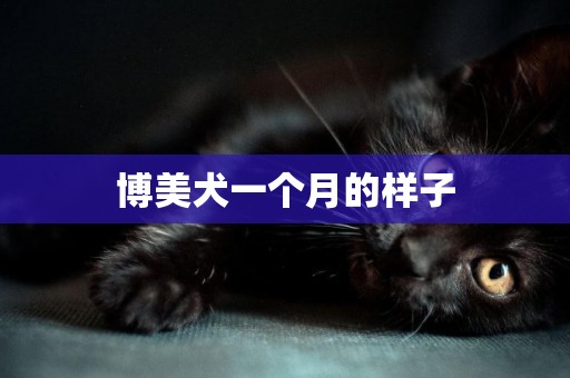 博美犬一個月的樣子