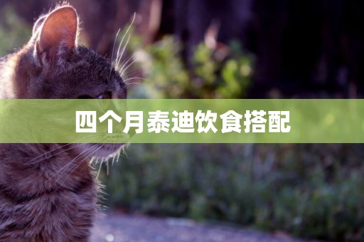 四個月泰迪飲食搭配