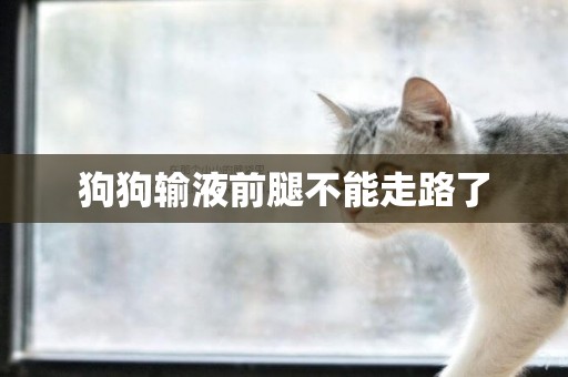 狗狗輸液前腿不能走路了