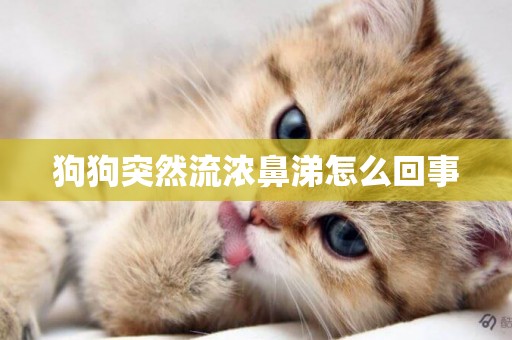 狗狗突然流濃鼻涕怎么回事
