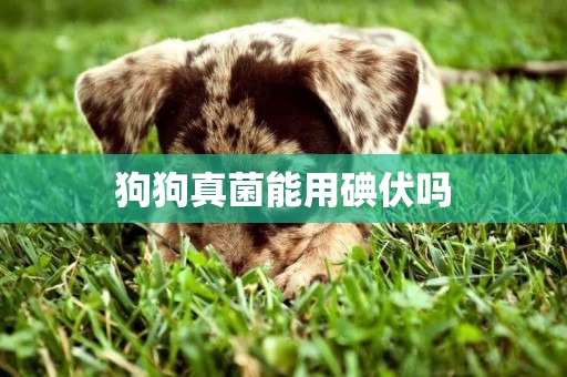 狗狗真菌能用碘伏嗎