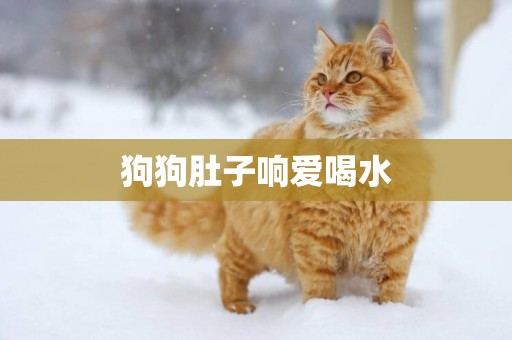 狗狗肚子響愛喝水