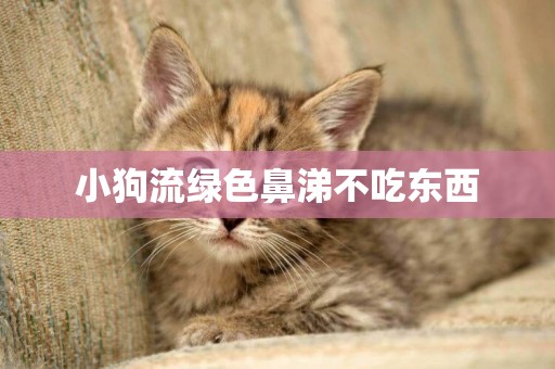 小狗流綠色鼻涕不吃東西