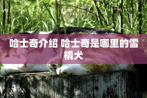 哈士奇介紹 哈士奇是哪里的雪橇犬