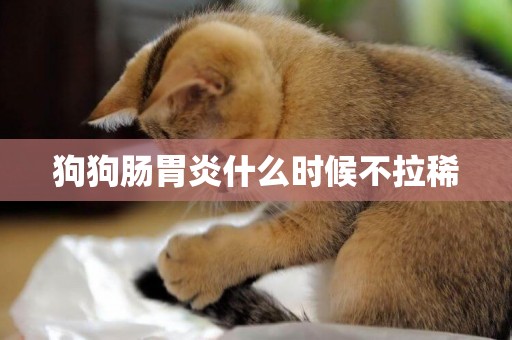 狗狗腸胃炎什么時候不拉稀