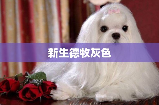 新生德牧灰色