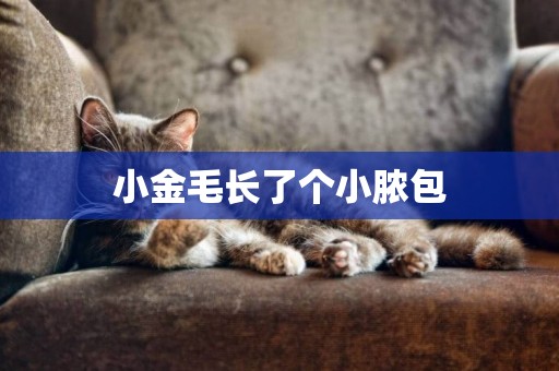 小金毛長了個小膿包