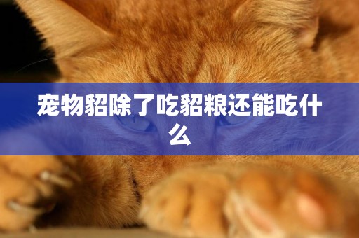 寵物貂除了吃貂糧還能吃什么