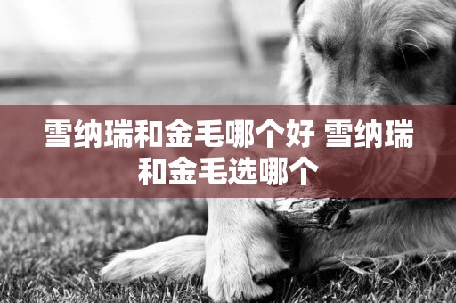 雪納瑞和金毛哪個好 雪納瑞和金毛選哪個
