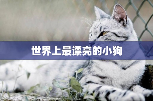 世界上最漂亮的小狗