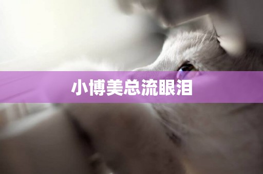 小博美總流眼淚