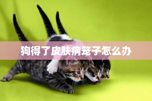 狗得了皮膚病籠子怎么辦
