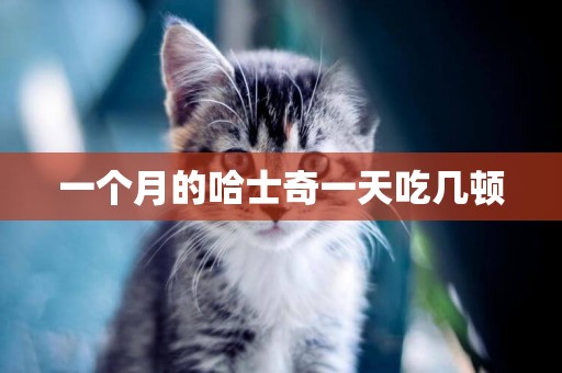 一個月的哈士奇一天吃幾頓