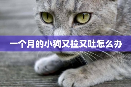 一個月的小狗又拉又吐怎么辦