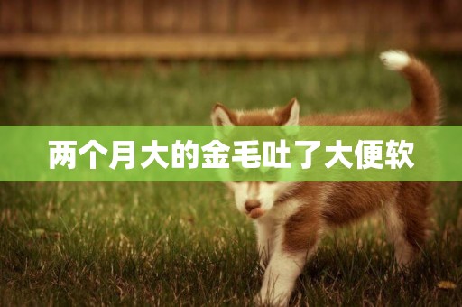 兩個月大的金毛吐了大便軟