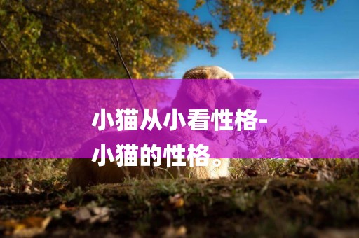 小貓從小看性格-
小貓的性格。